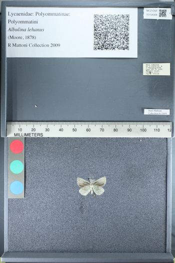 Media type: image;   Entomology 154928